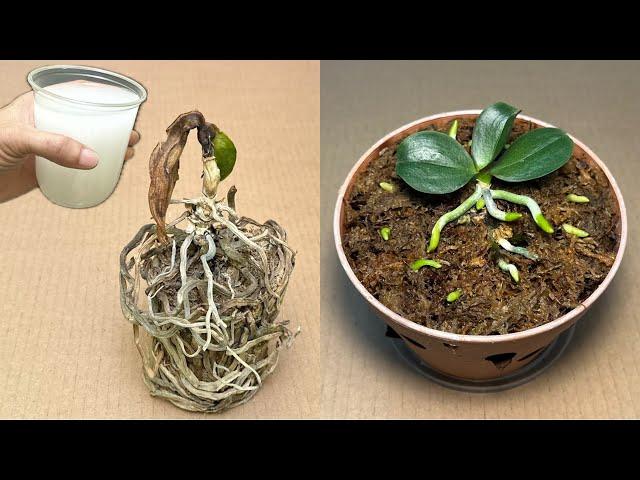 Just 1 Cup Makes All Rotten Orchids Instantly Revive In This Very Easy Way