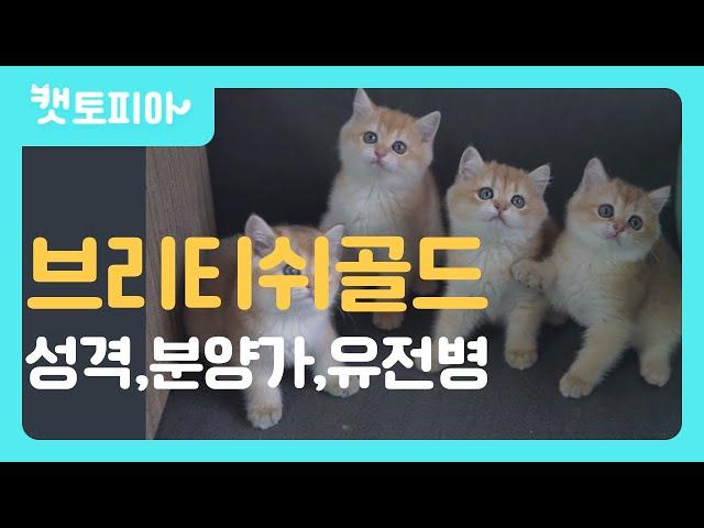 브리티쉬 숏헤어 골드의 모든것