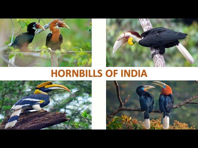 Hornbills of India  | Birds | Indian Birds