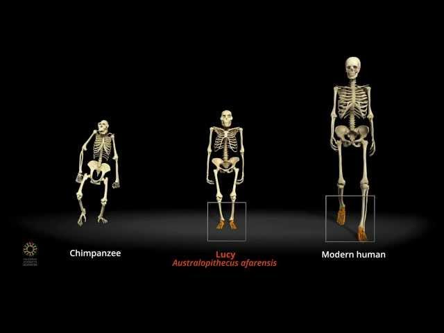 Walking With Lucy | California Academy of Sciences