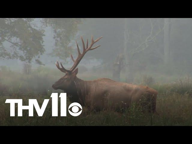 Applications open for elk hunting in Arkansas | Outdoor Report