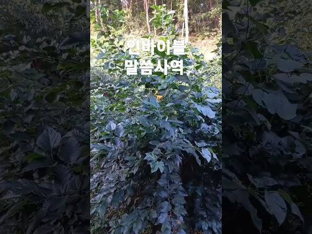 신앙가이드 #인바이블 말씀사역 #amen #shorts