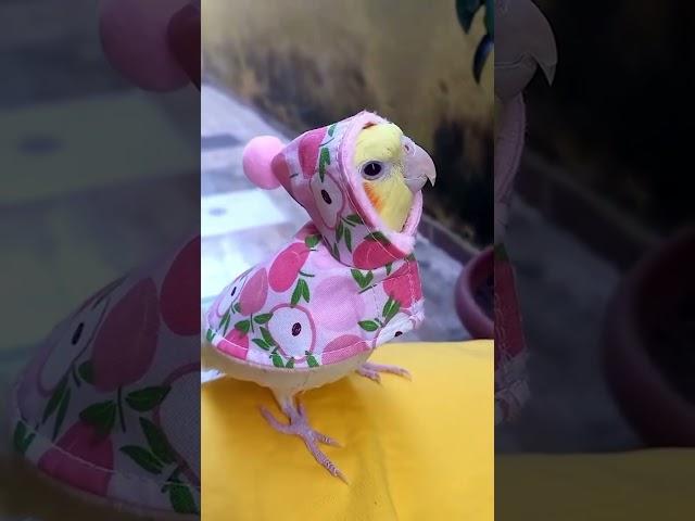 Unbelievable Parrot Antics! Funniest Moments Compilation! #birds #parrot #funny