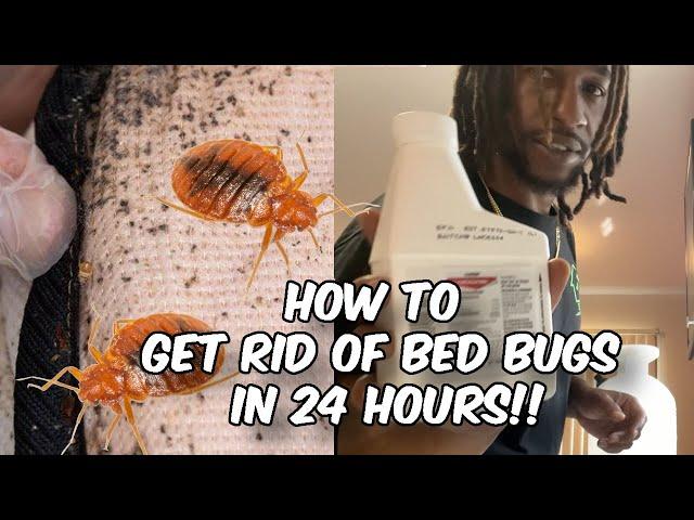 HOW TO PREVENT AND GET RID OF BED BUGS FAST | DIY PEST CONTROL