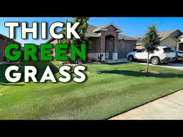 Thick GREEN Bermuda Grass