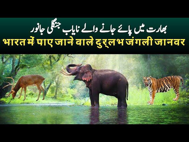 Rare Wild Animals in India | Wildlife Hotspots in India | The Land of Tiger