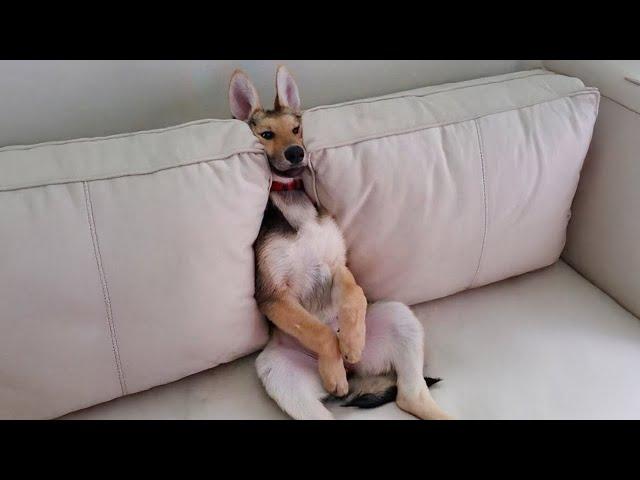 The Funniest Animal Videos 2024  Funny Dogs and Cats are here to Break your HEART