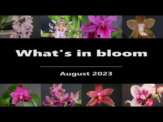 What's in Bloom - Orchids // August 2023