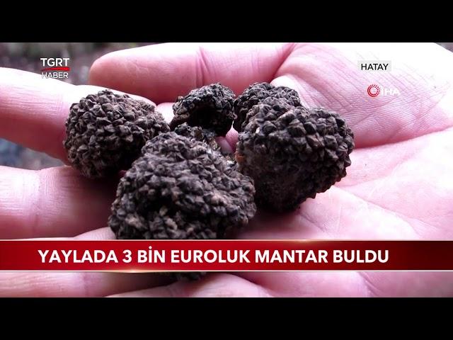 Dünyanın En Değerli Mantarını Yaylada Buldu, Kilosu 3 Bin Euro