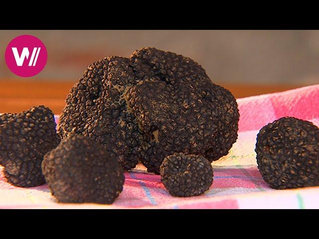 Umbria - Truffles, Roast Pigeon and Almond Cakes | What's cookin'