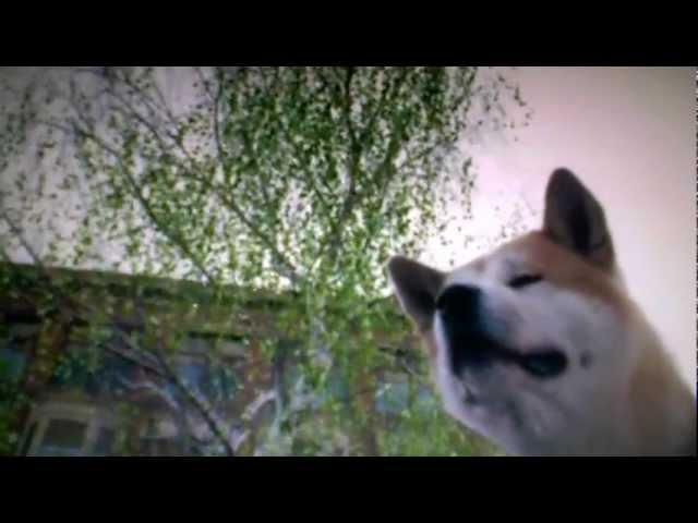 Hachiko: A Dog's Story. ( Tribute )