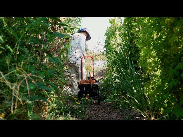 How a West Sacramento Farm is Helping Refugees Thrive - America's Heartland