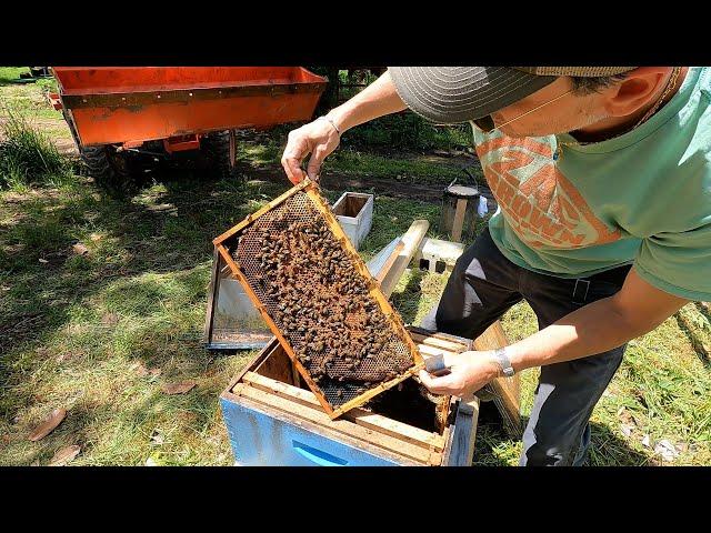 Setting Up New Bee Hives - Honey Bees For Farm! | Starting Old Byrd Farm Apiary | HONEY I'M HOME