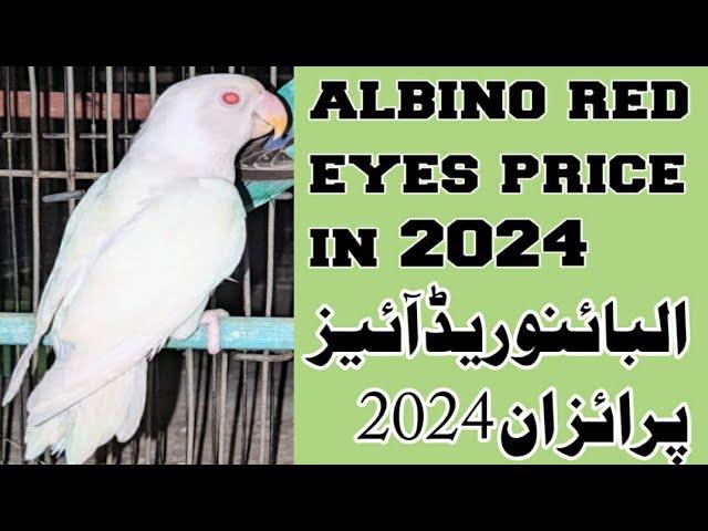 albino red eyes k price in 2024 | Naveed shaikh | NS Aviary | R.S. birds Aviary |