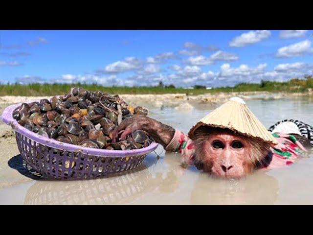 FUNNIEST Video monkey Cutis of the Year 2024 (Part 42)