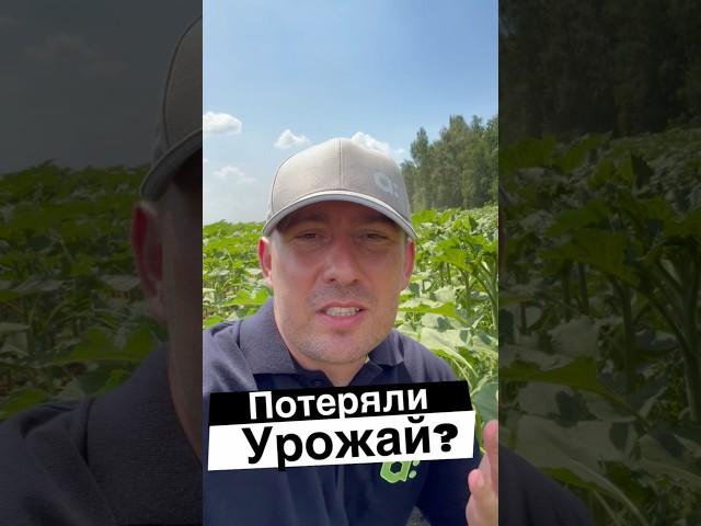 ПОТЕРЯЛИ УРОЖАЙ? ПОДСОЛНЕЧНИК #сельскоехозяйство #подсолнечник #agronomy #фермер #agrolife