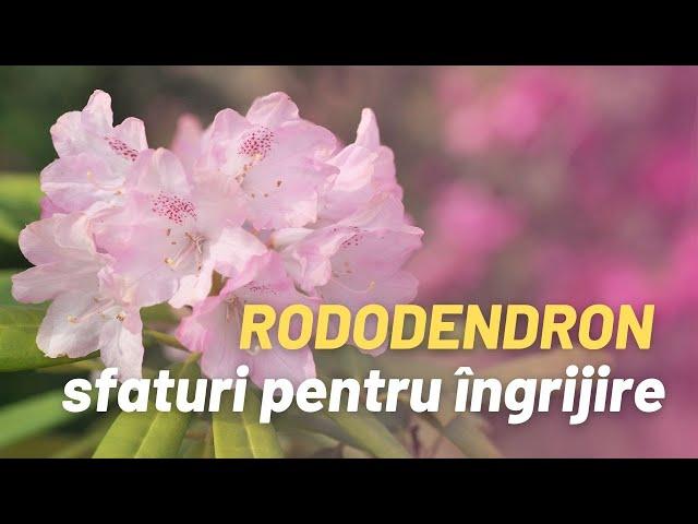 Rododendron: sfaturi utile pentru îngrijire!