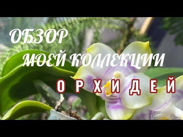 Обзор Моей Коллекции Орхидей В Ноябре