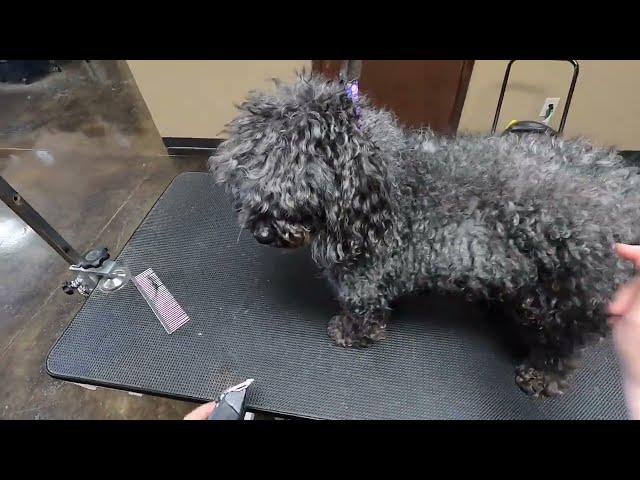 SEVERELY Matted Poodle Makeover