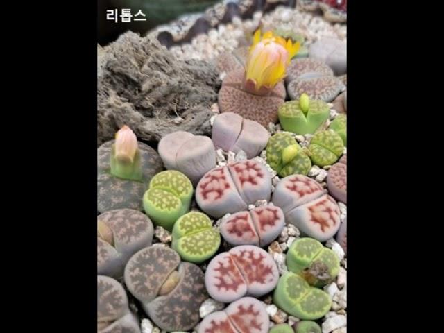 물을 저장하는 식물