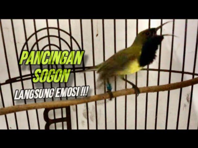 Pancingan Sogok Ontong Gacor Ngleper Emosi Agar Sogon Bahan Cepat Bunyi | ​⁠@kicautembak