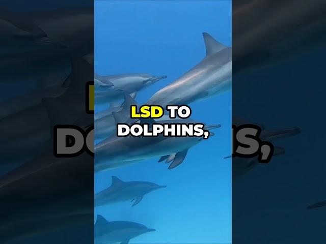 The Scientist Who Gave Dolphins LSD!