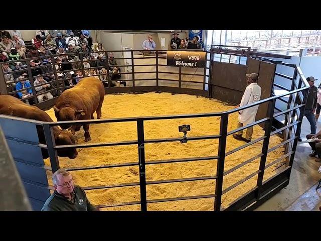 Vova Droughtmasters Auction & Super Beef Beefmaster