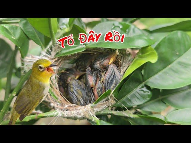 Đón Hai Ổ Chim Non Và Đã Thấy Tổ Khuyên Non Thứ 3 Trên Cây Bưởi / HIỆP CUỘI TV