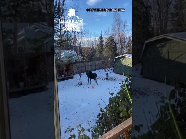 Young moose practicing its soccer moves #alaskasnewssource