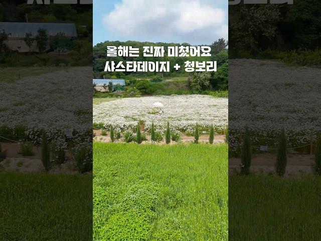 단한번 샤스타카페를 간다면 여기  8000평 규모의 샤스타데이지와 청보리거기에 이국적인 블루애로우까지 작년 55만뷰를 기록했던 샤스타데이지 카페올해는  진짜 역대급으로 돌아왔어요