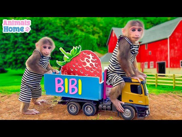 Monkey BiBi harvests strawberries on dad's farm