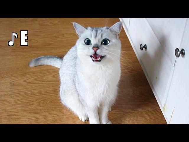 CAT sings PERFECTLY in PITCH