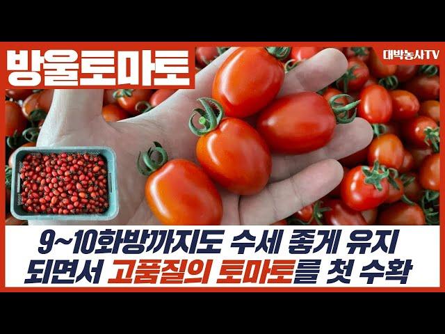 [대박농사TV 58] 방울토마토 6월 3일 생육상태입니다. 9~10화방까지도 수세 좋게 유지되면서 고품질의 토마토를 첫 수확하셨습니다. 톤장해 히료겐까지 펜타키프 농법 영상입니다.