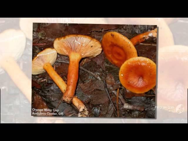 Lactarius luculentus - fungi kingdom