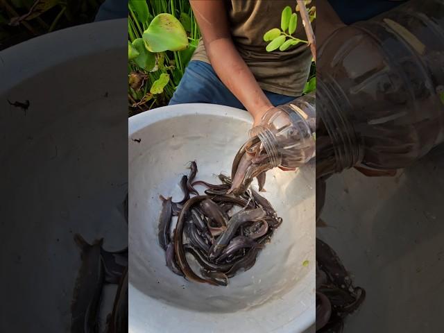 Amazing Fishing With Plastic Bottle ️ Challenge Video | #fish #fishtrap #shorts #trending #fishing