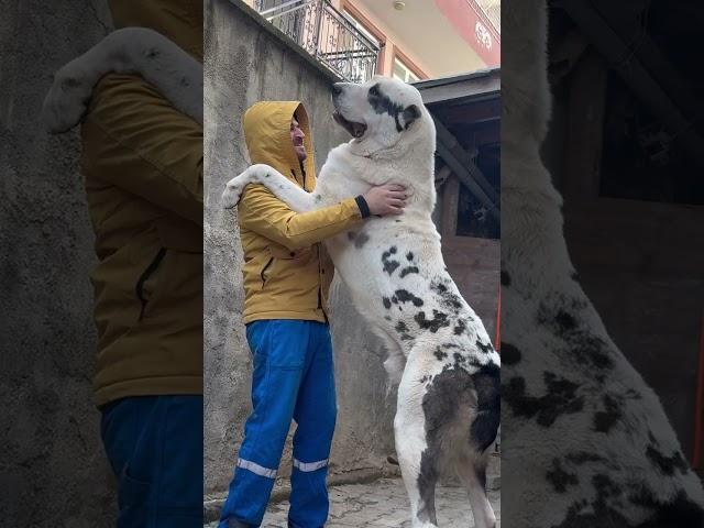 Big Alabai dog playing ~ Playful giant dig | White polar bear dog