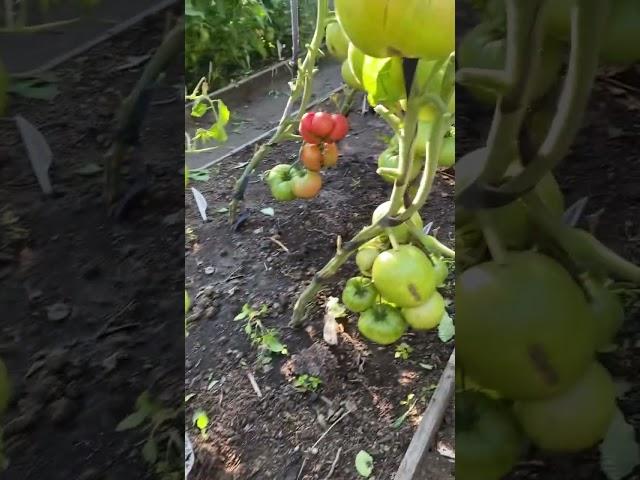 Наши малиновые ! Старинный сорт помидор от Филипповых.