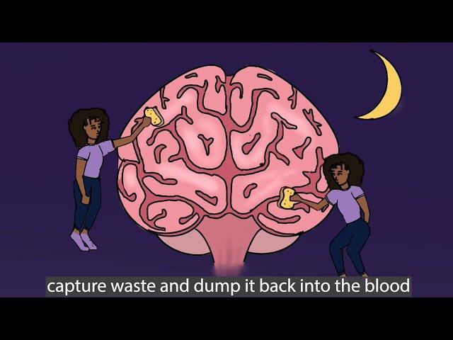 How sleep affects the brain | UCSB Health & Wellness