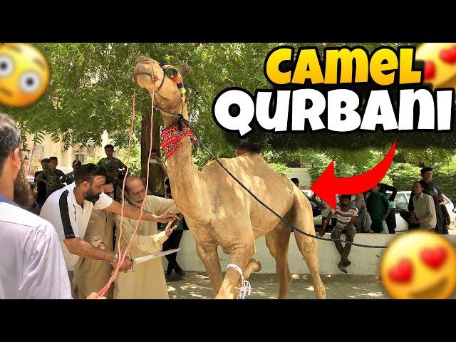 Camel Qurbani  Janwar Khabragaya #camelqurbani #camel #camelloading #qurbani