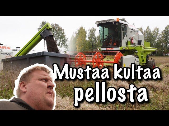 Mustaa kultaa pellosta