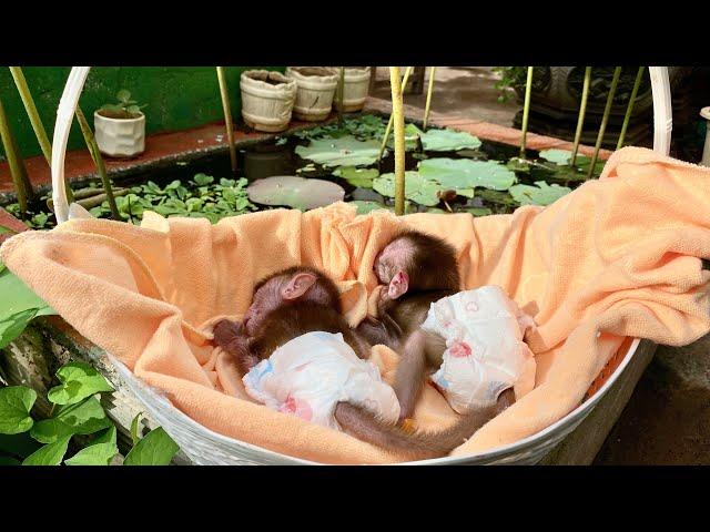 Two poor baby monkeys fell asleep because they were very tired, monkeypox is dangerous - monkey pox