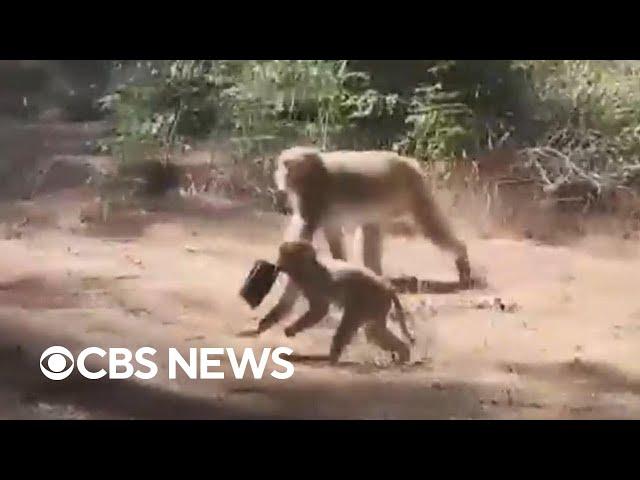 Police warn monkeys escaped from South Carolina research lab still on the loose, should be avoided