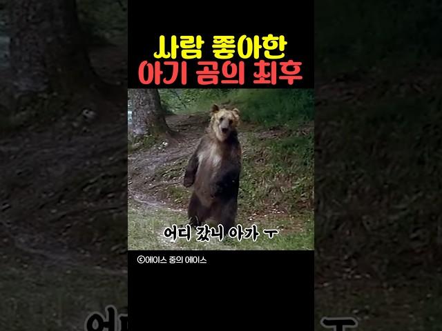 사람 좋아한 아기 곰의 최후