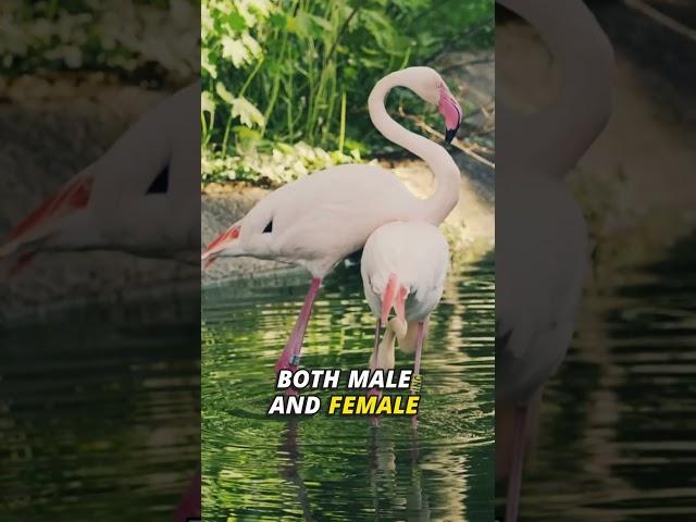 4 Astonishing Flamingo Facts That Will Surprise You! #animalfacts #nature #animals #flamingo