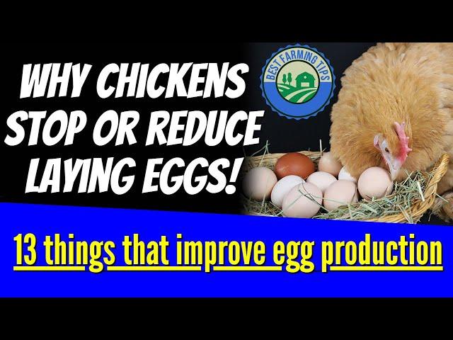 Why chickens stop or reduce laying eggs: 13 things that improve egg production