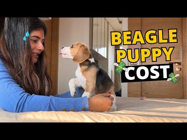 How Much Does a Beagle Puppy Cost?
