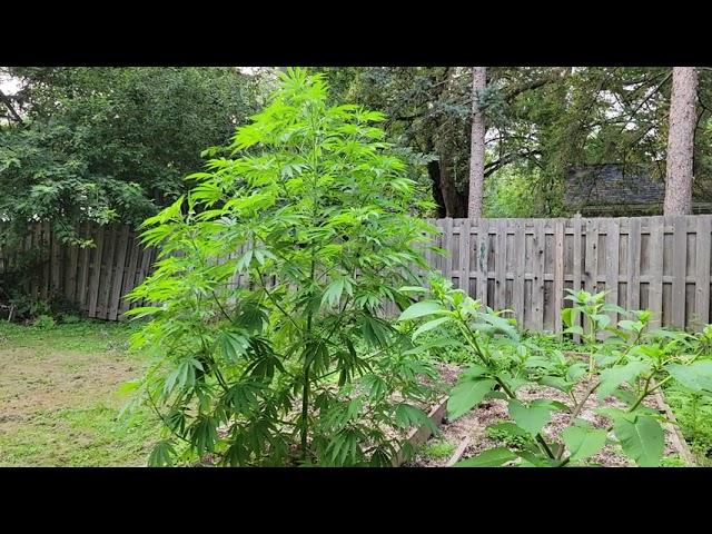 8 foot tall Wild self germanized cannabis found!