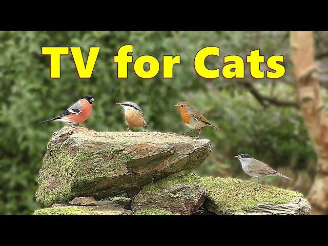 Birds for Cats to Watch ~ Cat TV Delight ⭐ 8 HOURS ⭐