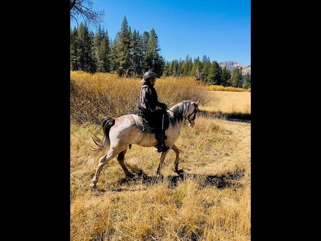 Spotted Saddle Horse for Sale - Asher -Gaited Horse Training