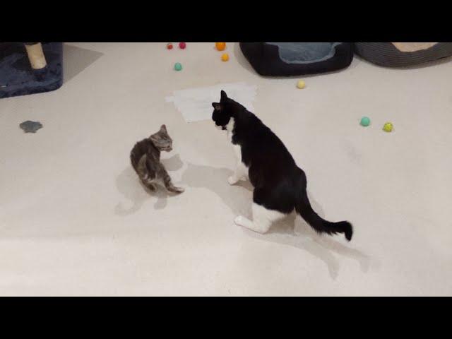 Kitten Vs Cats | 4K